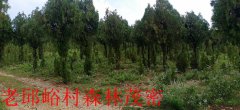 山东临沂：集体山林长期被盗伐犯罪分子依然逍遥法